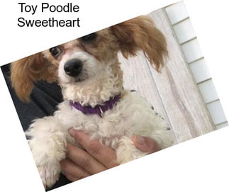 Toy Poodle Sweetheart