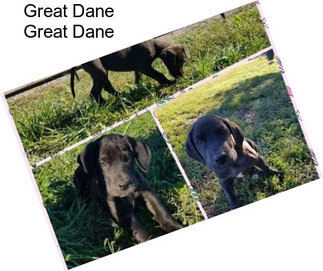 Great Dane Great Dane