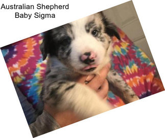 Australian Shepherd Baby Sigma