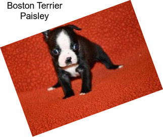 Boston Terrier Paisley