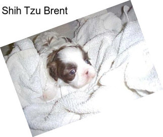 Shih Tzu Brent