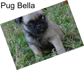 Pug Bella