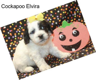 Cockapoo Elvira