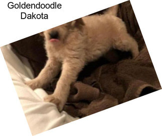 Goldendoodle Dakota