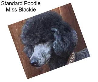 Standard Poodle Miss Blackie