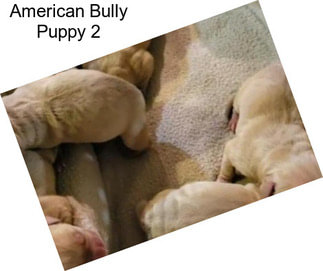 American Bully Puppy 2