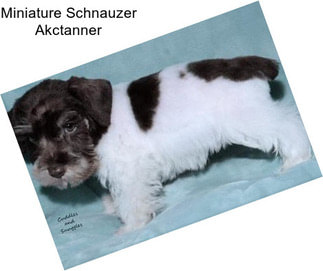 Miniature Schnauzer Akctanner