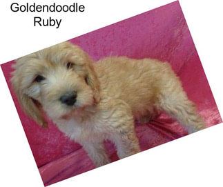 Goldendoodle Ruby