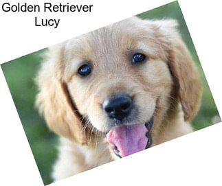 Golden Retriever Lucy