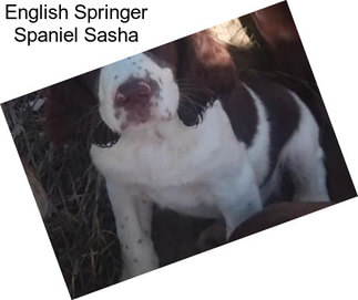 English Springer Spaniel Sasha