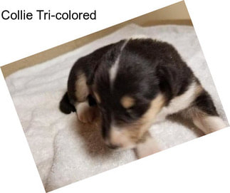 Collie Tri-colored