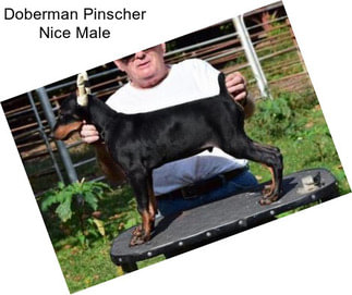 Doberman Pinscher Nice Male