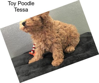 Toy Poodle Tessa