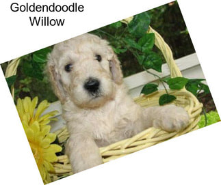 Goldendoodle Willow