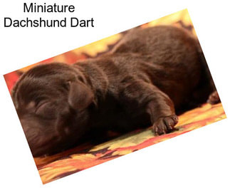 Miniature Dachshund Dart