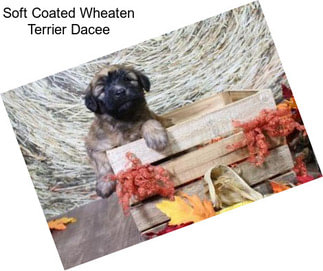 Soft Coated Wheaten Terrier Dacee
