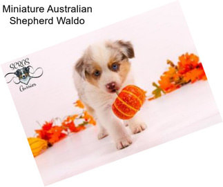 Miniature Australian Shepherd Waldo