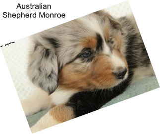 Australian Shepherd Monroe