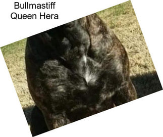 Bullmastiff Queen Hera