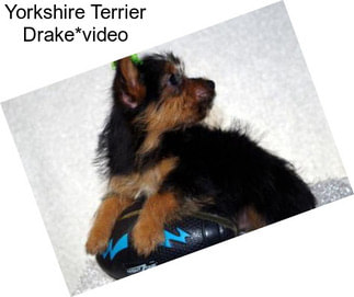 Yorkshire Terrier Drake*video