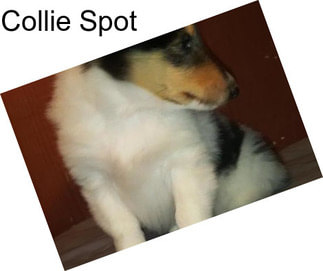 Collie Spot