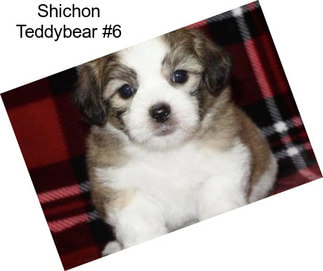 Shichon Teddybear #6