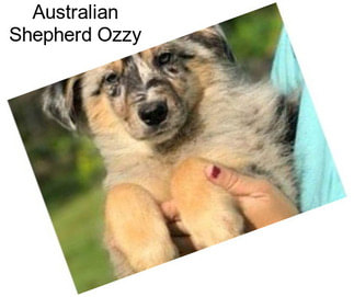 Australian Shepherd Ozzy