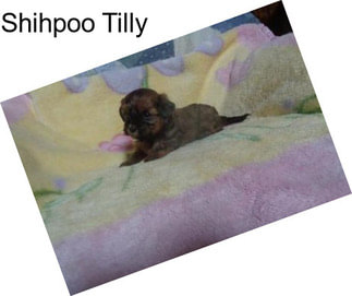 Shihpoo Tilly