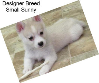 Designer Breed Small Sunny