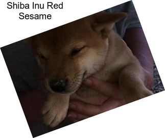 Shiba Inu Red Sesame