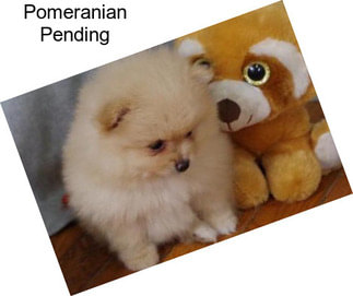 Pomeranian Pending