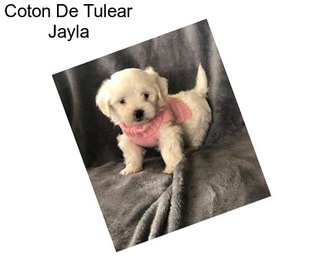 Coton De Tulear Jayla