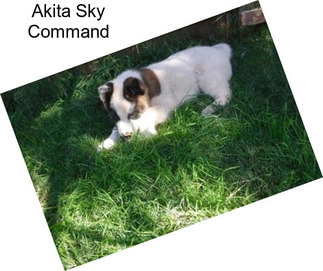Akita Sky Command
