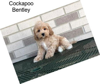 Cockapoo Bentley