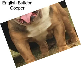 English Bulldog Cooper