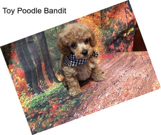 Toy Poodle Bandit