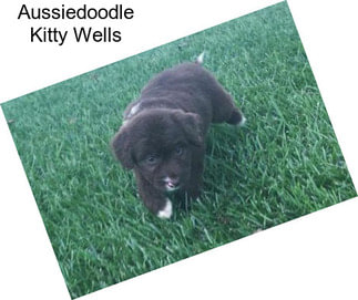 Aussiedoodle Kitty Wells