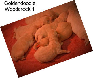 Goldendoodle Woodcreek 1
