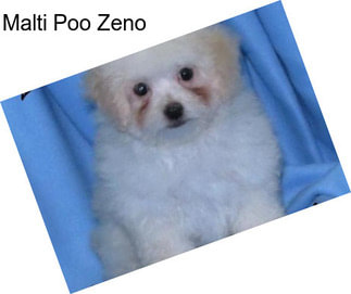 Malti Poo Zeno