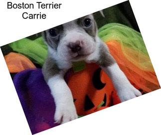 Boston Terrier Carrie