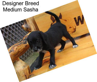 Designer Breed Medium Sasha