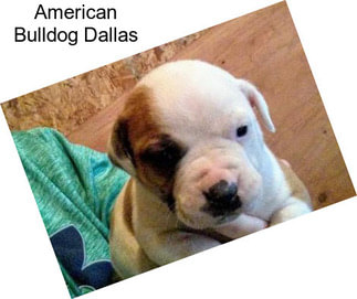 American Bulldog Dallas