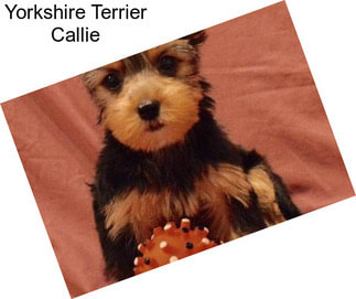 Yorkshire Terrier Callie