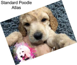 Standard Poodle Atlas