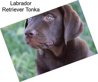 Labrador Retriever Tonka