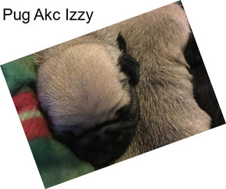 Pug Akc Izzy