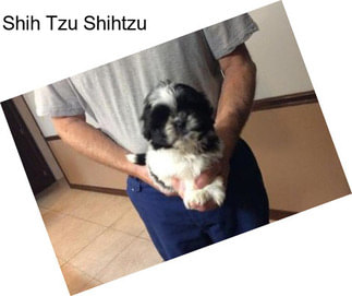 Shih Tzu Shihtzu