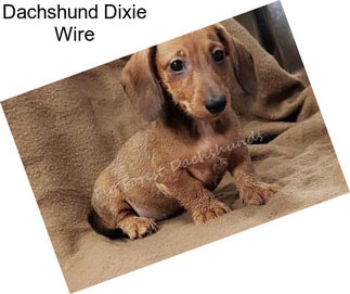 Dachshund Dixie Wire