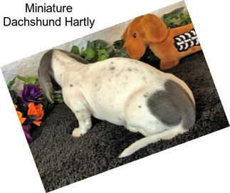 Miniature Dachshund Hartly