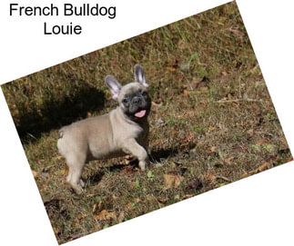 French Bulldog Louie